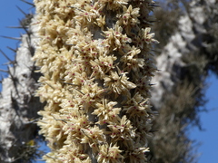 Didierea madagascariensis