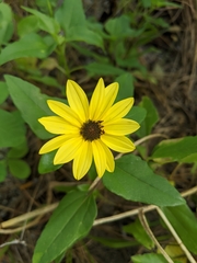 Helianthus debilis