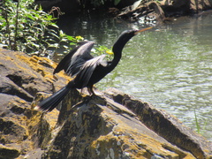 Anhinga anhinga