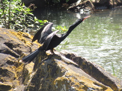Anhinga anhinga