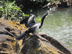 Anhinga anhinga