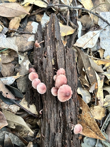 Mycena haematopus