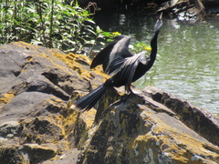 Anhinga anhinga