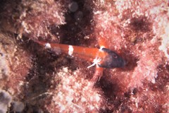 Enneapterygius larsonae