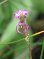 Disperis paludosa