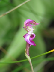 Disperis paludosa