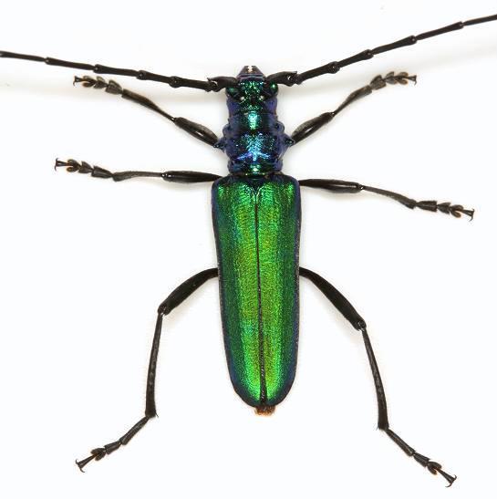Tamaulipan Bumelia Borer