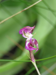Disperis paludosa