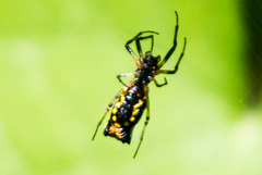 Micrathena funebris