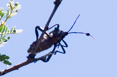 Pachylis neocalifornicus