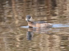 Tachybaptus ruficollis