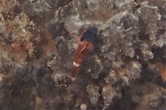 Enneapterygius larsonae