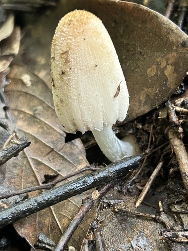 Coprinellus