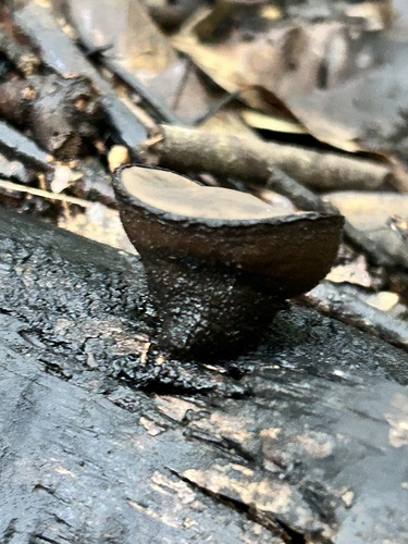 Trichaleurina tenuispora