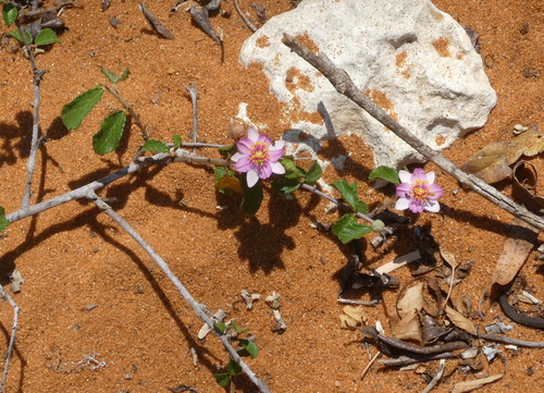 Grewia androyensis