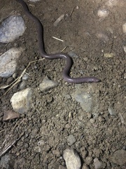 Gymnophiona