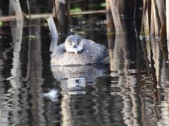Tachybaptus ruficollis