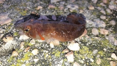 Lepadogaster candolii