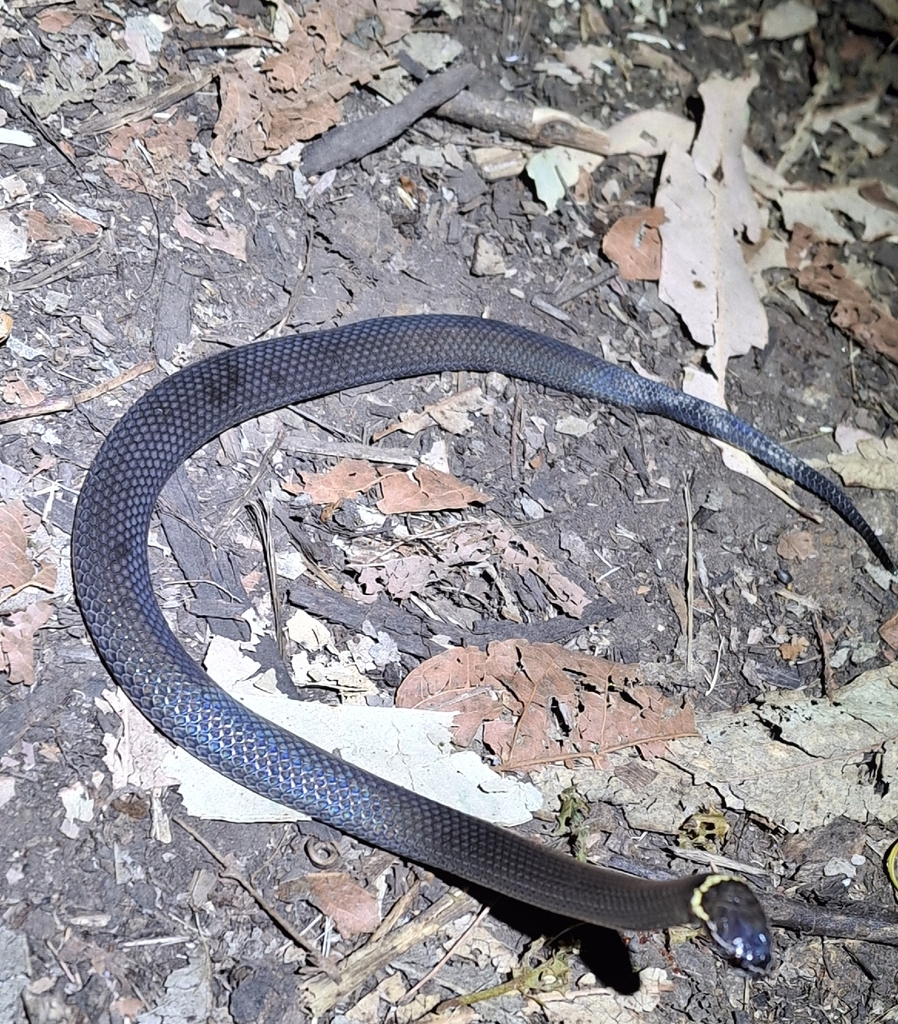 Dwarf Crowned Snake