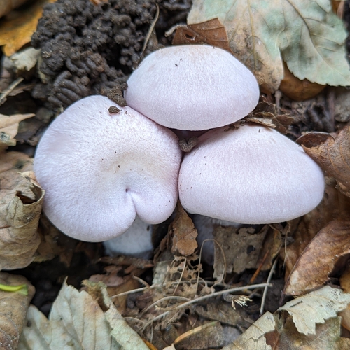 Lavendelfarbener Rötelritterling