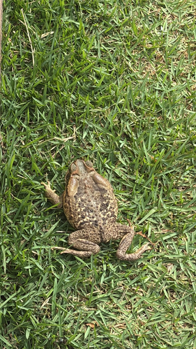Cururu Toad