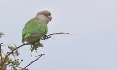 Poicephalus cryptoxanthus