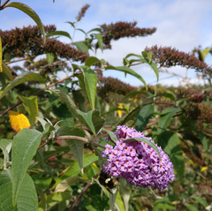 Buddleja davidii