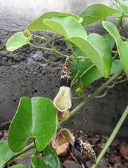 Aristolochia taliscana