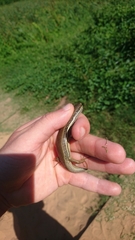 Trachylepis depressa