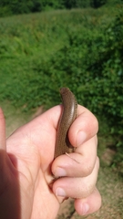 Trachylepis depressa