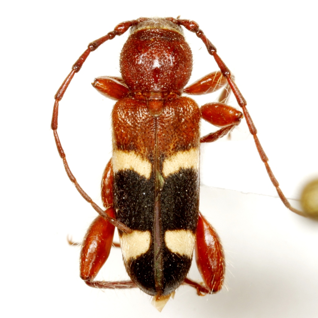 Phymatodes varius