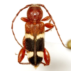 Phymatodes varius