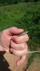 Trachylepis depressa