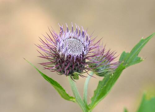 Kamchatka thistle