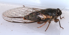 Birrima castanea