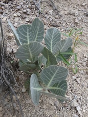 Asclepias nummularia