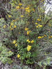 Verbesina hypoglauca