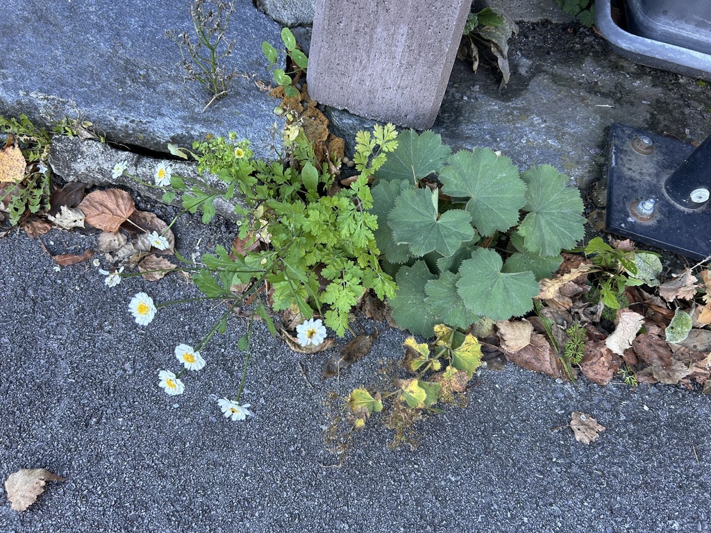 Alchemilla mollis