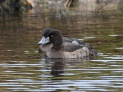 Aythya fuligula