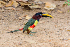 Pteroglossus castanotis australis