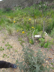 Berkheya heterophylla radiata