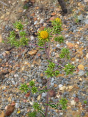 Berkheya heterophylla radiata