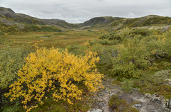 Betula alpestris