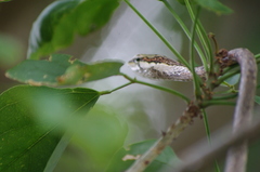 Thelotornis capensis capensis