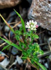 Trifolium argutum