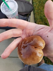 Suillus bellinii