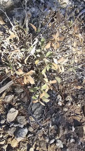 Rayless Tansyaster (Xanthisma grindelioides)