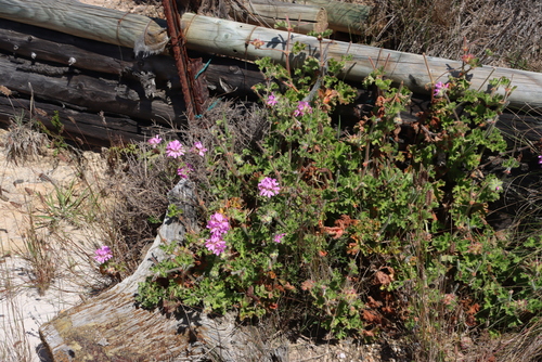 Pelargonium capitatum