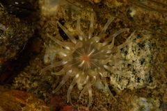 Aulactinia stella image