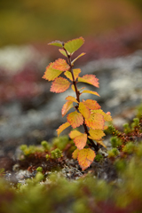 Betula alpestris